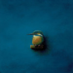 ijsvogel op plankje op blauw   17 x 17 cm